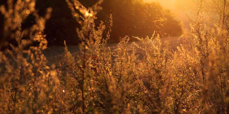 告别白发困扰：专业剪发与染发技术如何实现自然覆盖与时尚挑染